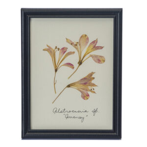 Cuadro flor Amancay mediano