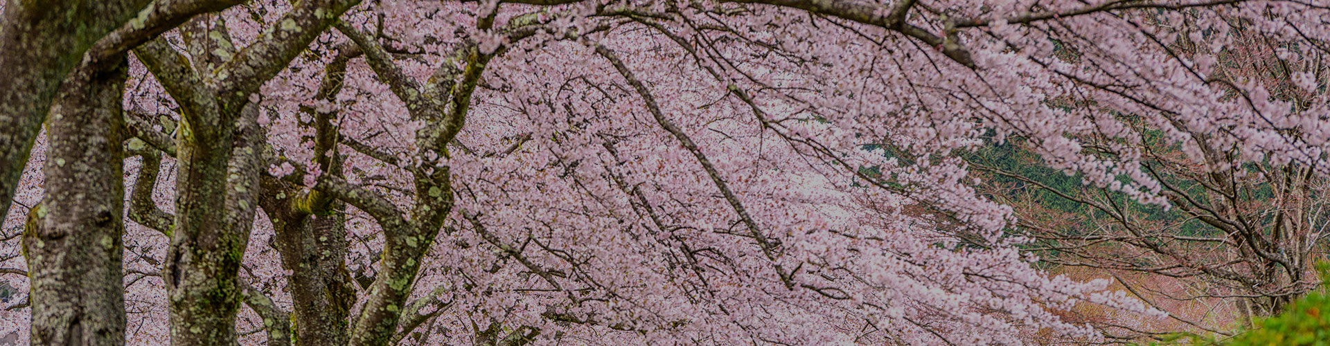 Primavera que da vida a tu hogar