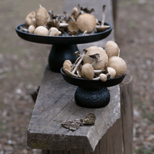 plato-pedestal-nc26-LR.png